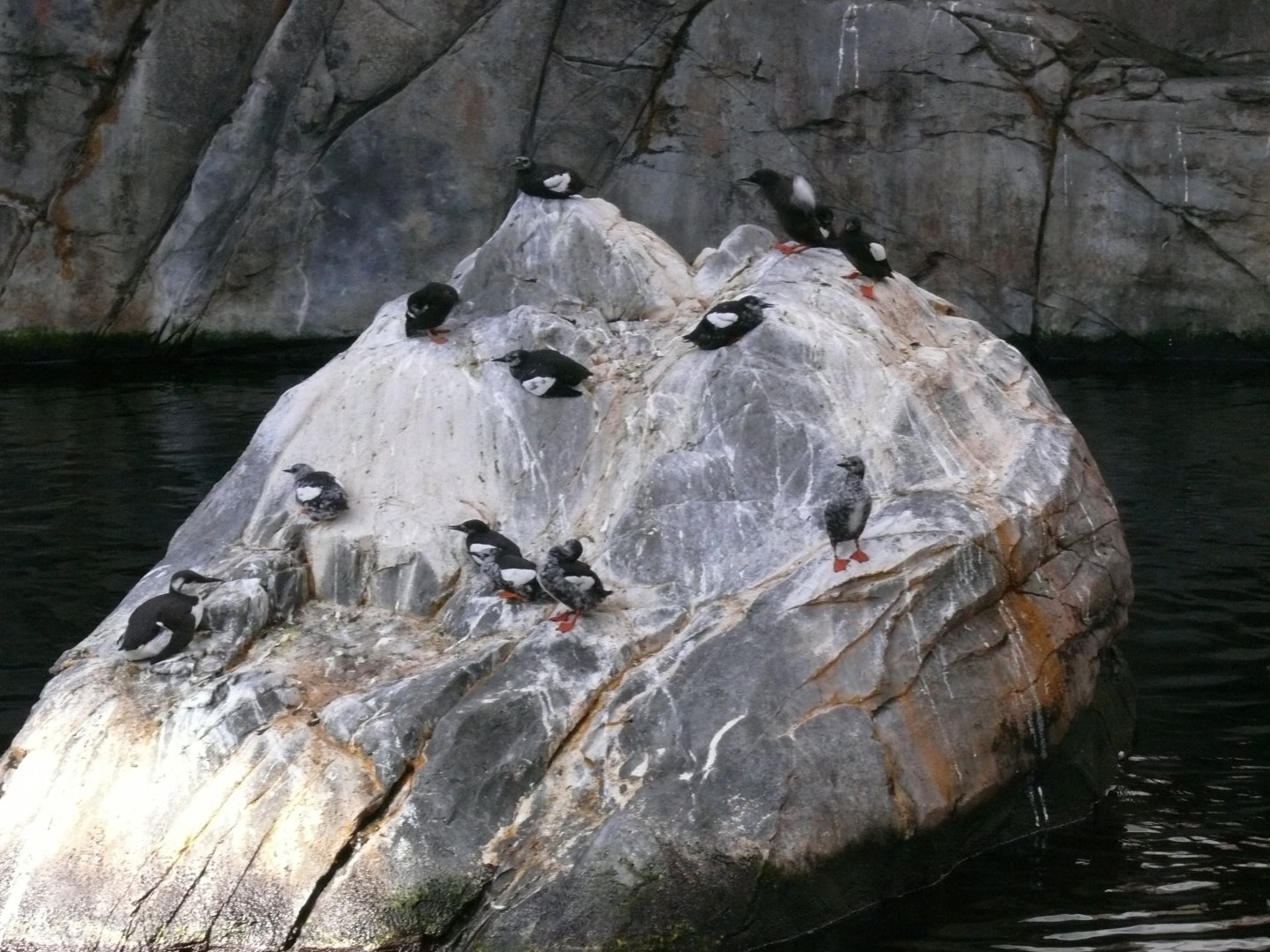 Black guillemot colony - reopening 31-08-2020