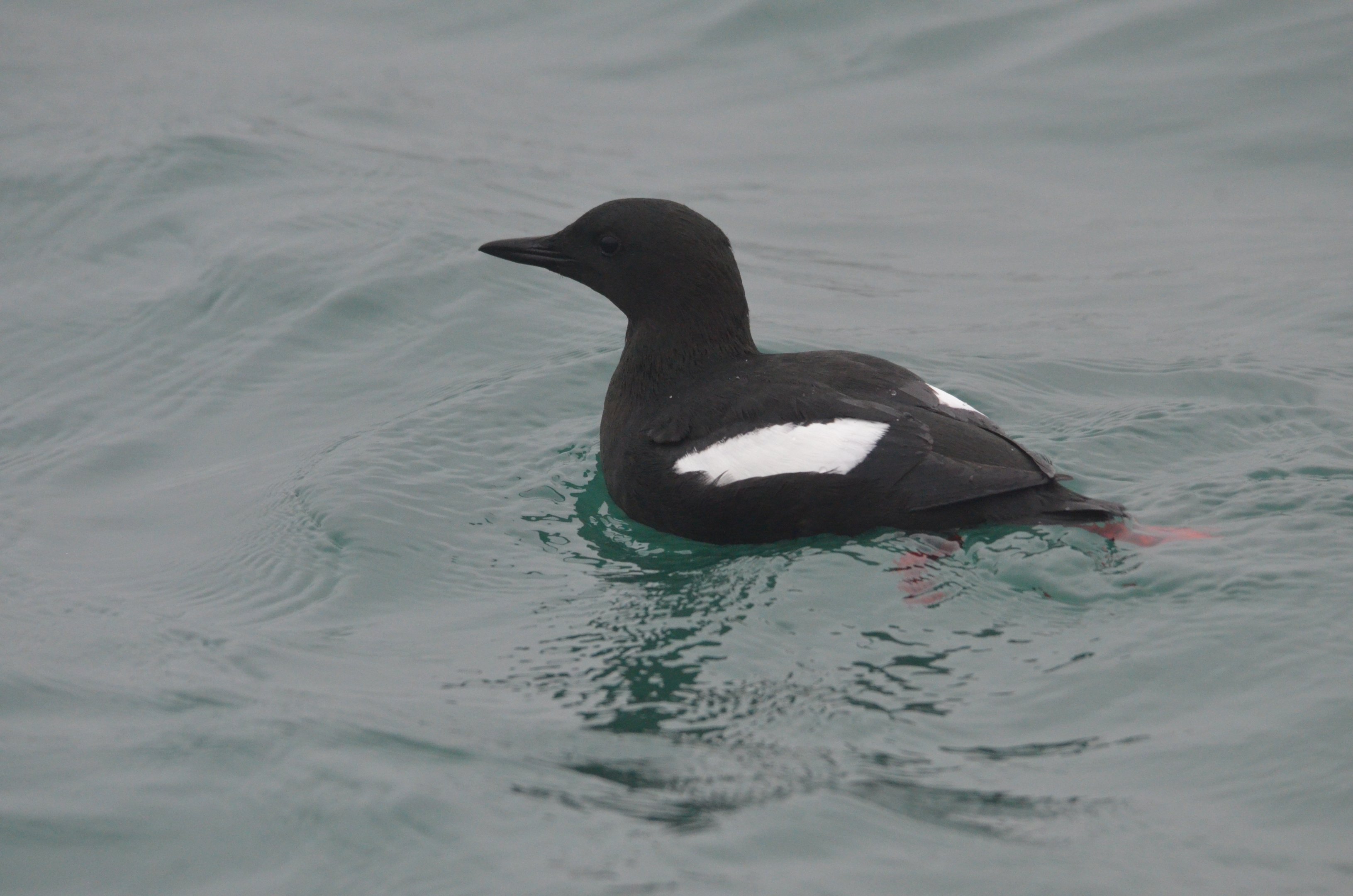 Black Guillemot in Holyhead Harbour, 19/02/17