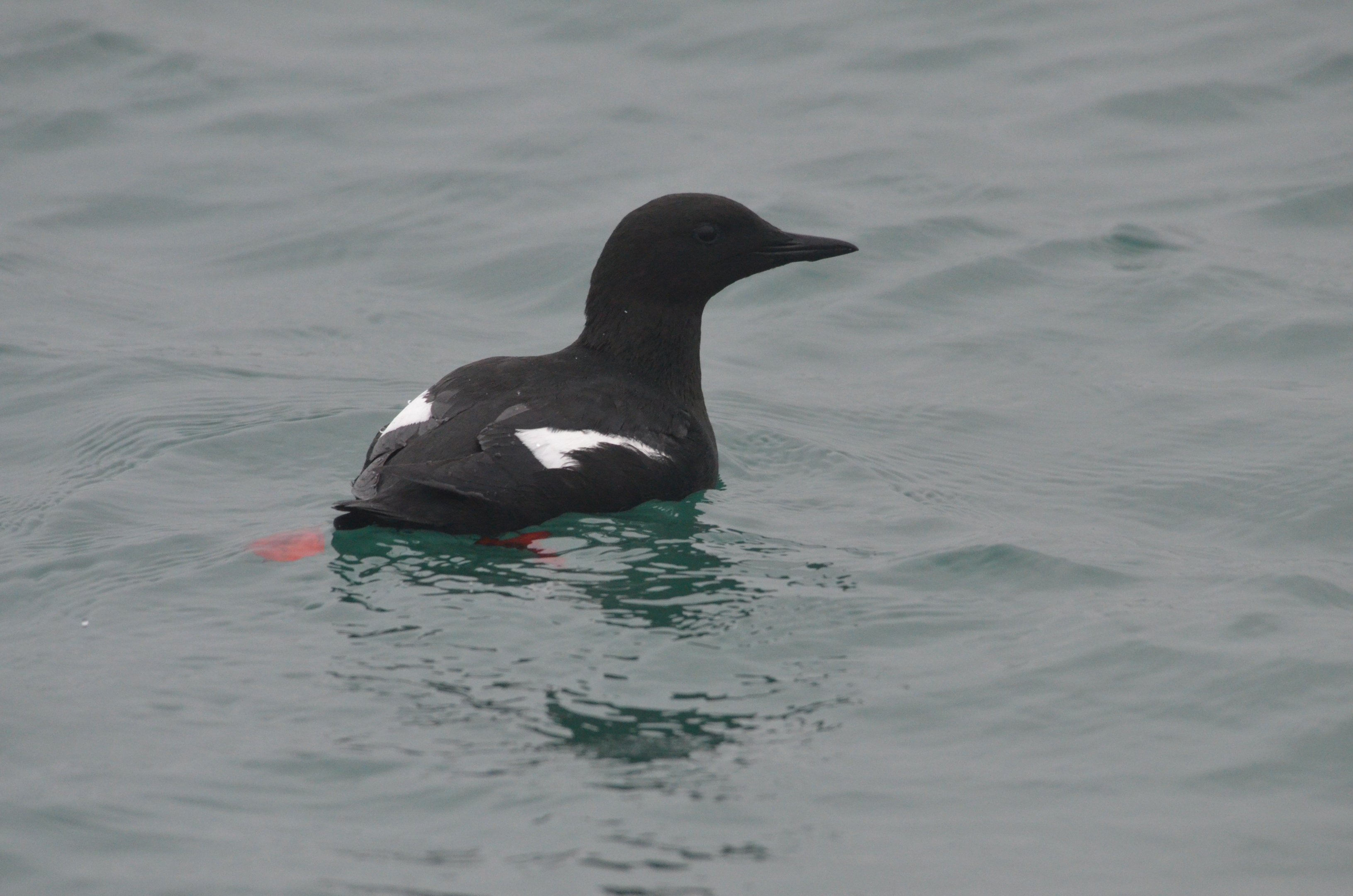 Black Guillemot in Holyhead Harbour, 19/02/17