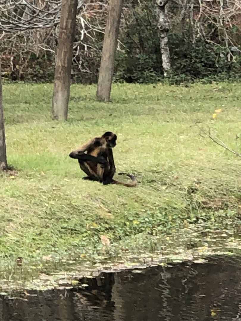 Black Handed Spider Monkey #1