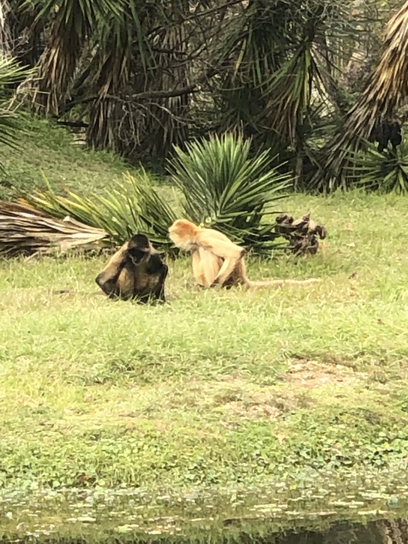 Black Handed Spider Monkey #2 & #3