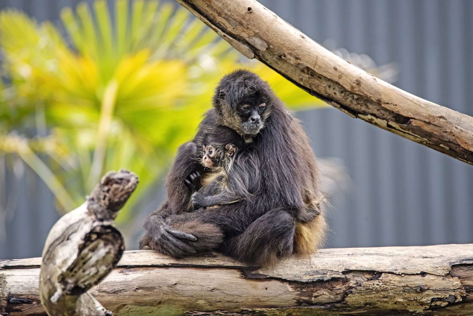 Black-handed spider monkey and infant