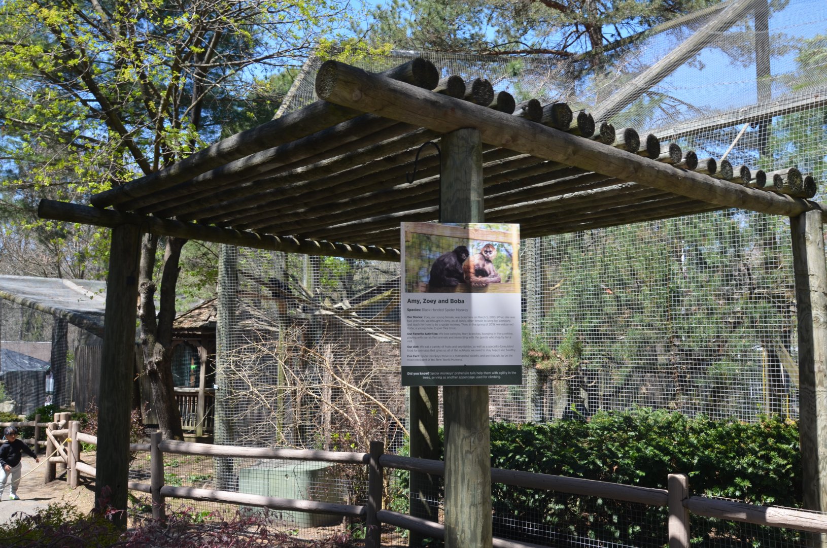 Black-Handed Spider Monkey Area