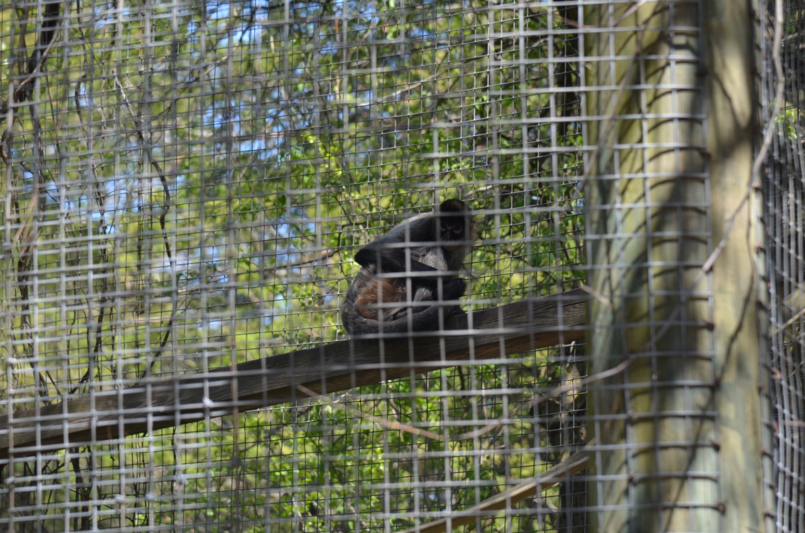 Black-Handed Spider Monkey Area