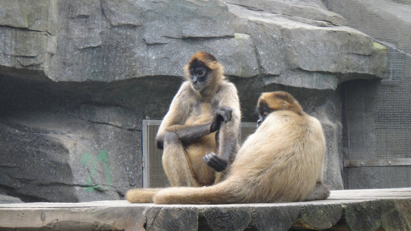Black-handed spider monkey at Nanning zoo 2013-4-27