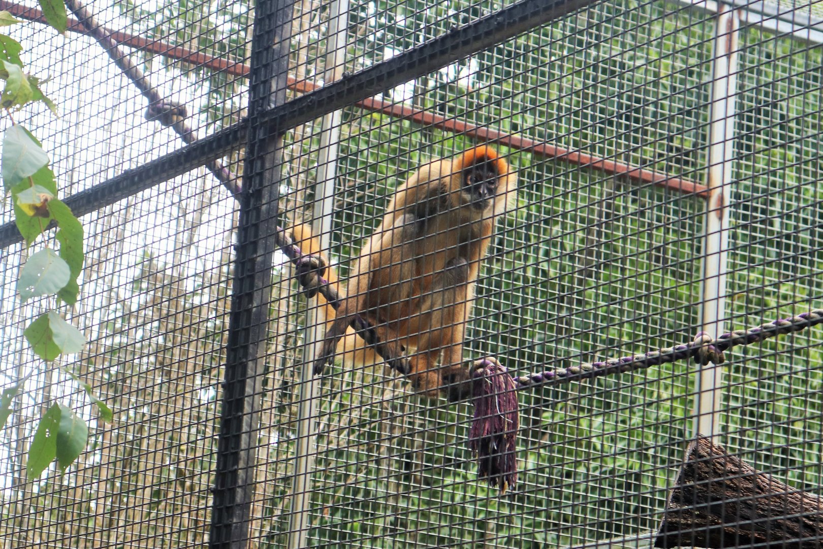 Black-handed Spider Monkey (Ateles geoffroyi)