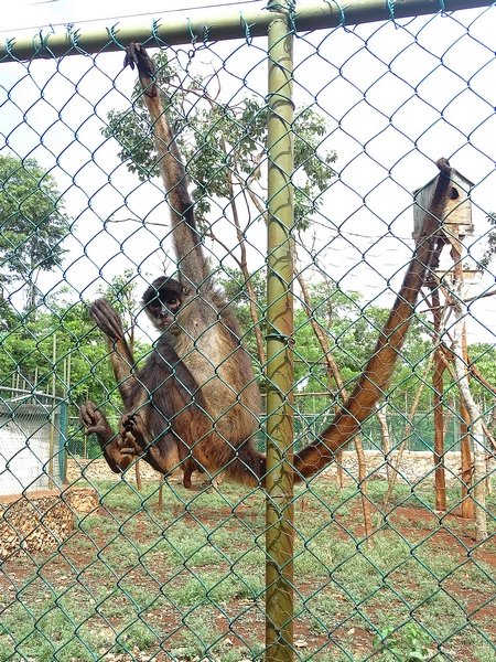 Black-handed spider monkey (Ateles geoffroyi)