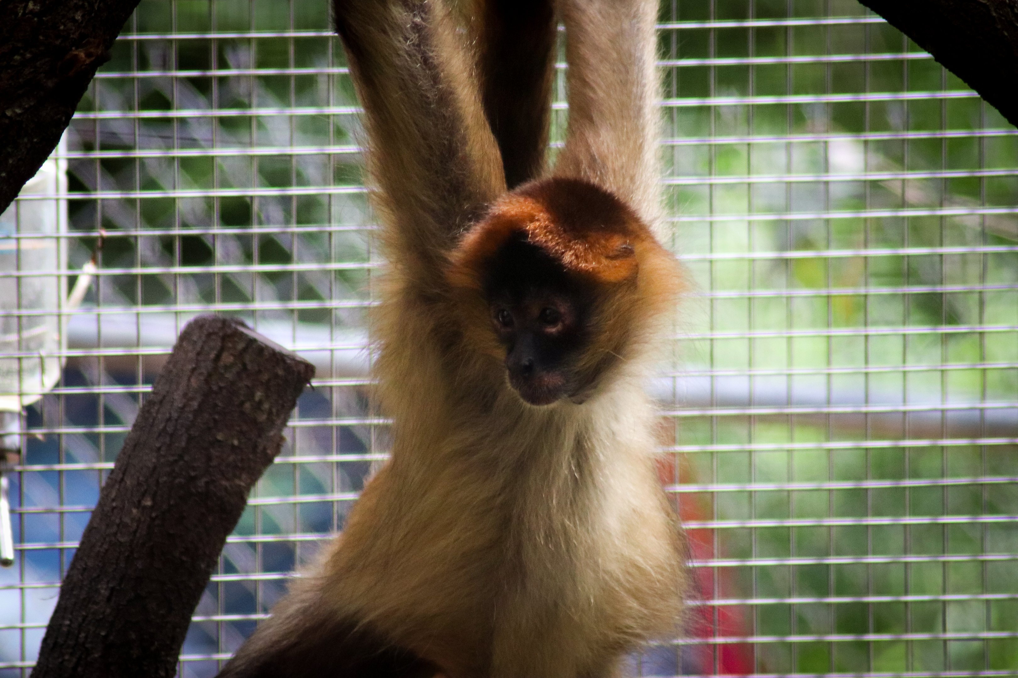 Black-handed Spider Monkey (Ateles geoffroyi)