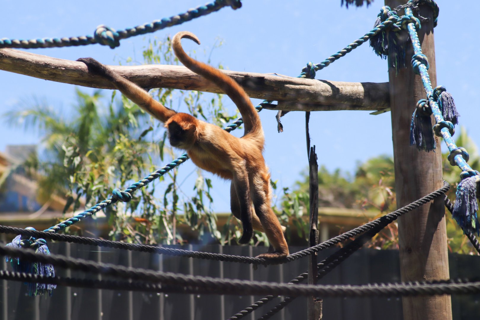 Black-handed Spider Monkey (Ateles geoffroyi)