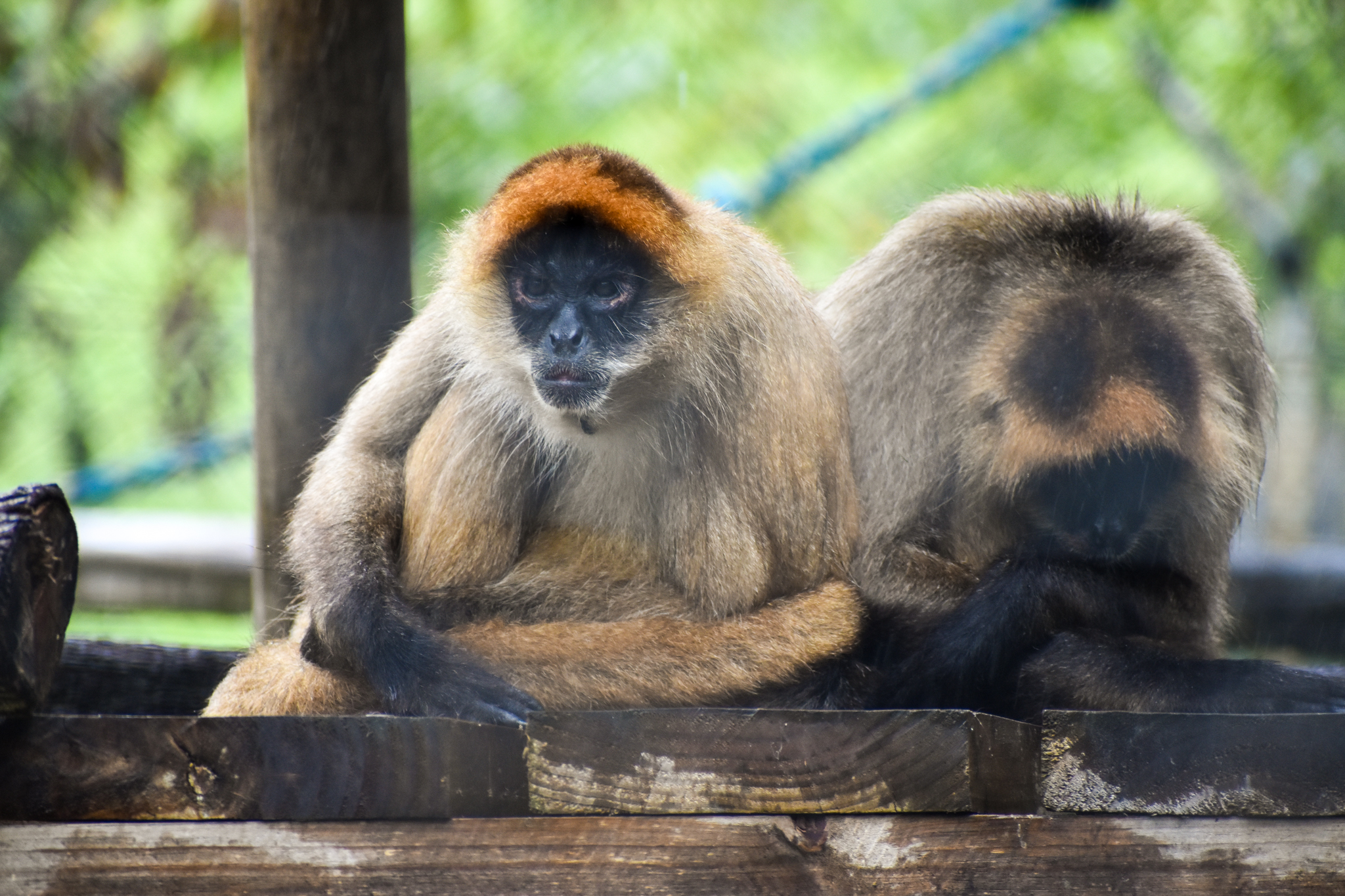 Black-handed Spider Monkey (Ateles geoffroyi)