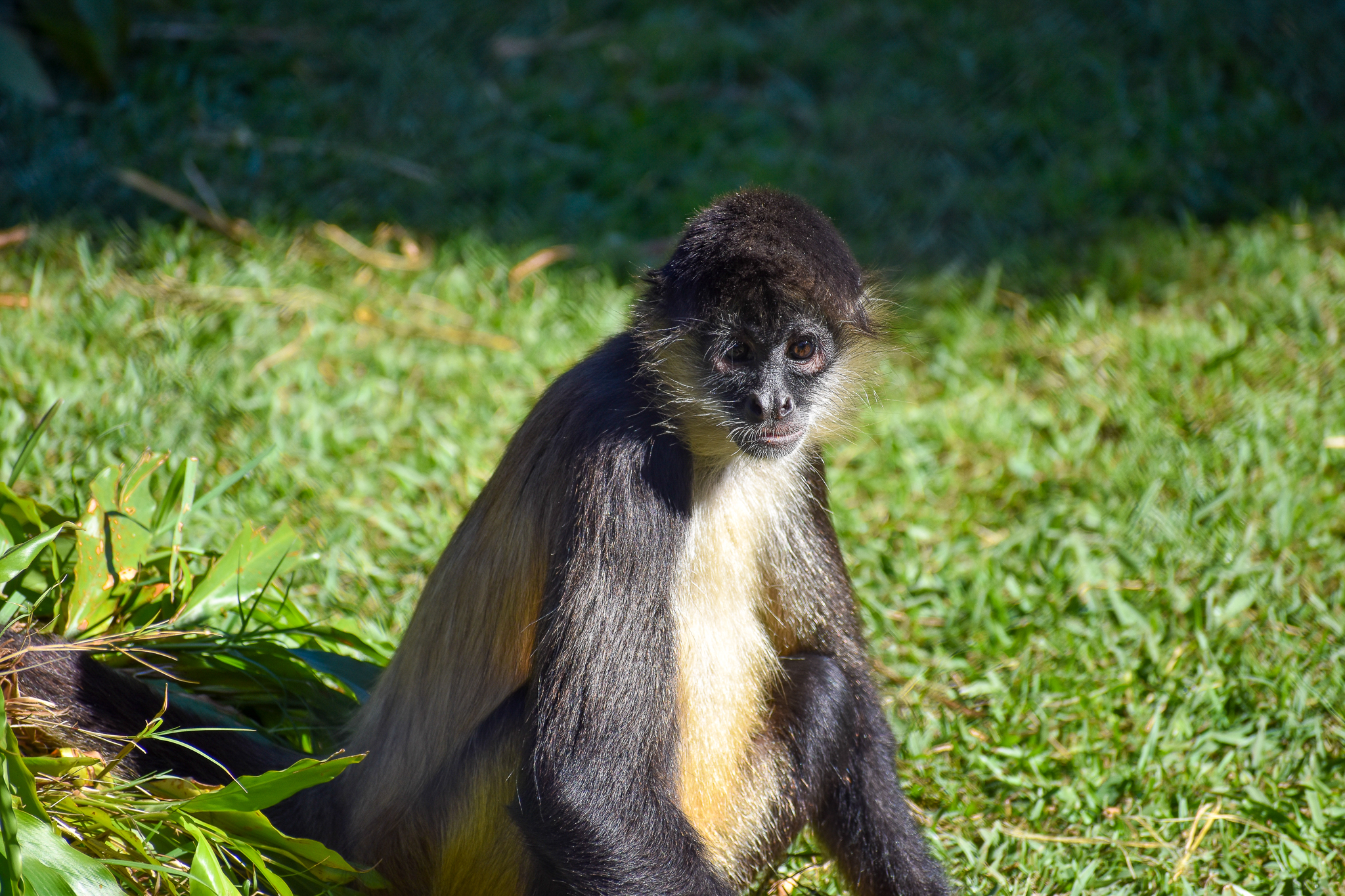 Black-handed Spider Monkey (Ateles geoffroyi)