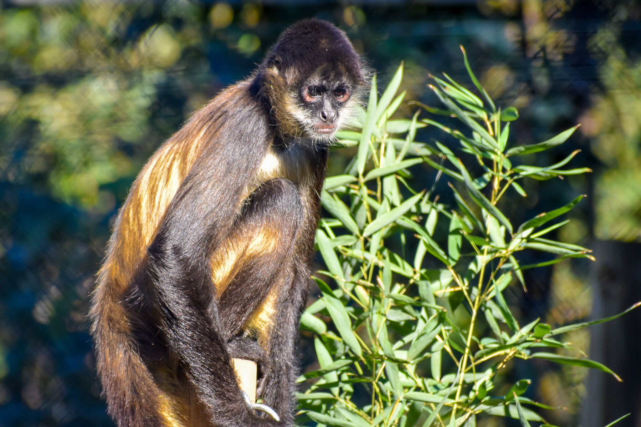 Black-handed Spider Monkey (Ateles geoffroyi)