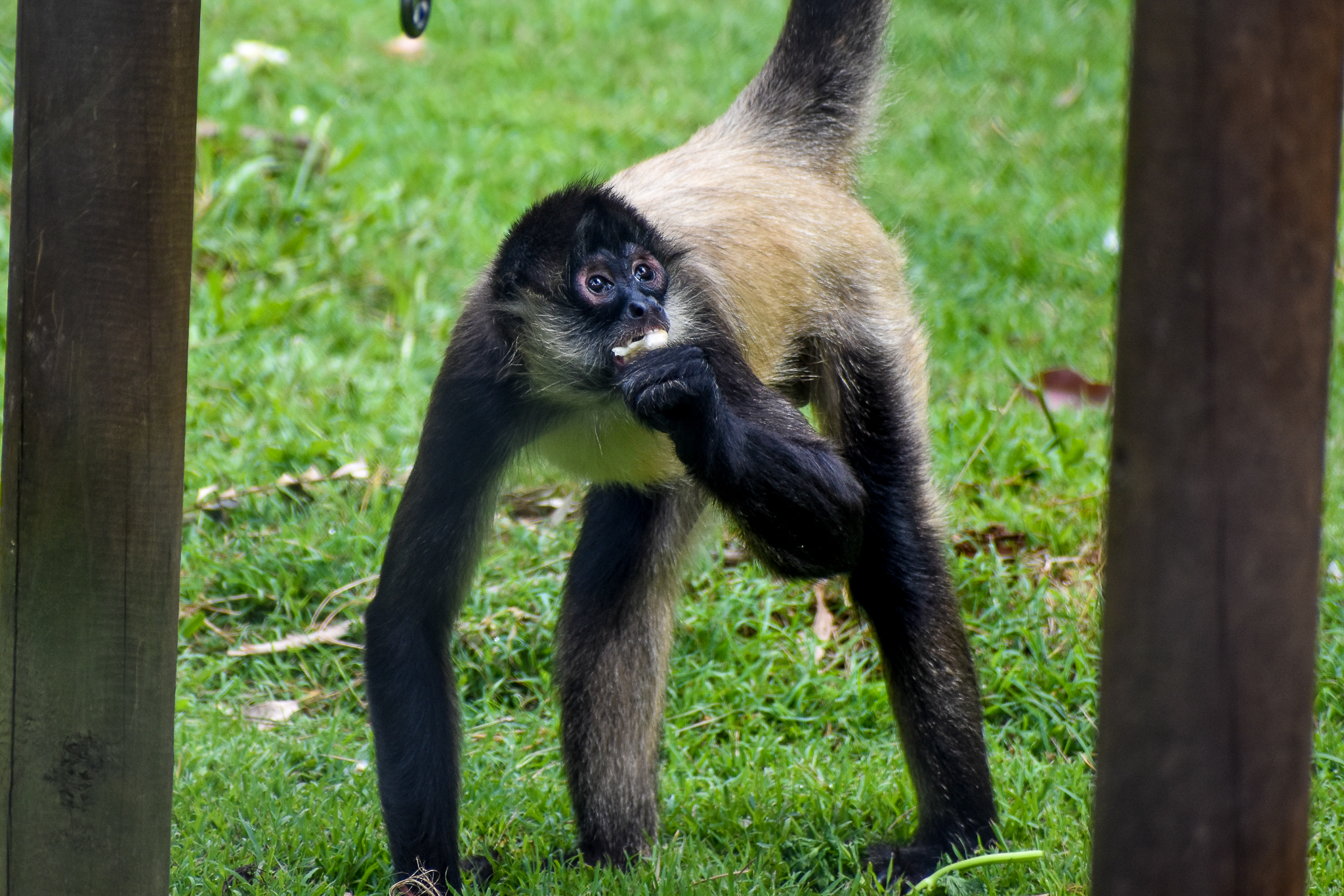 Black-handed Spider Monkey (Ateles geoffroyi)