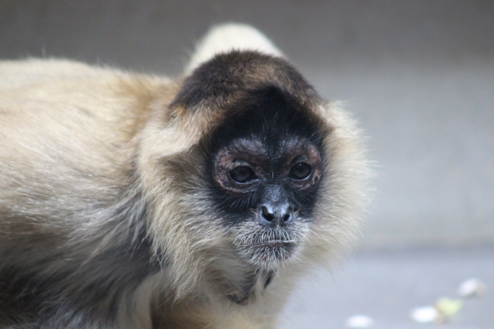 Black-handed Spider Monkey (Ateles geoffroyi)