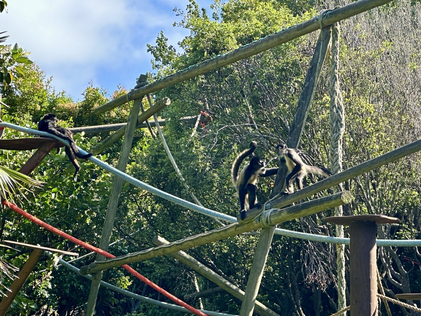 Black-handed spider monkey (Ateles geoffroyi)