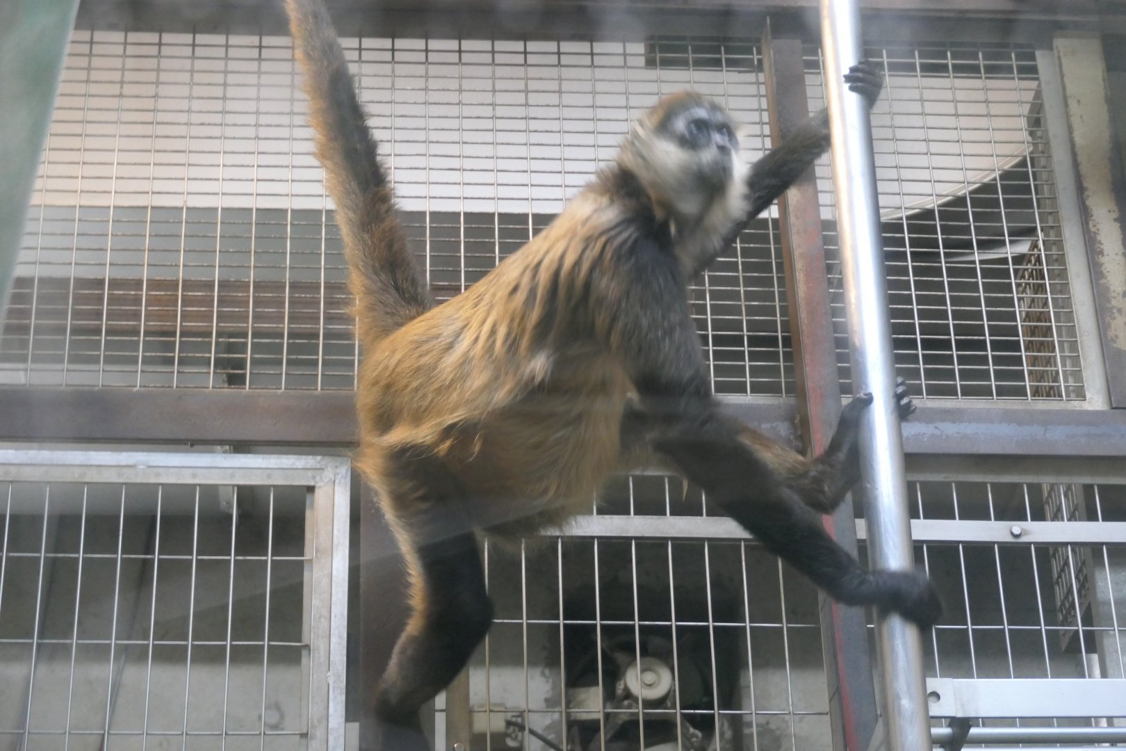 Black-handed Spider Monkey (Ateles geoffroyi)