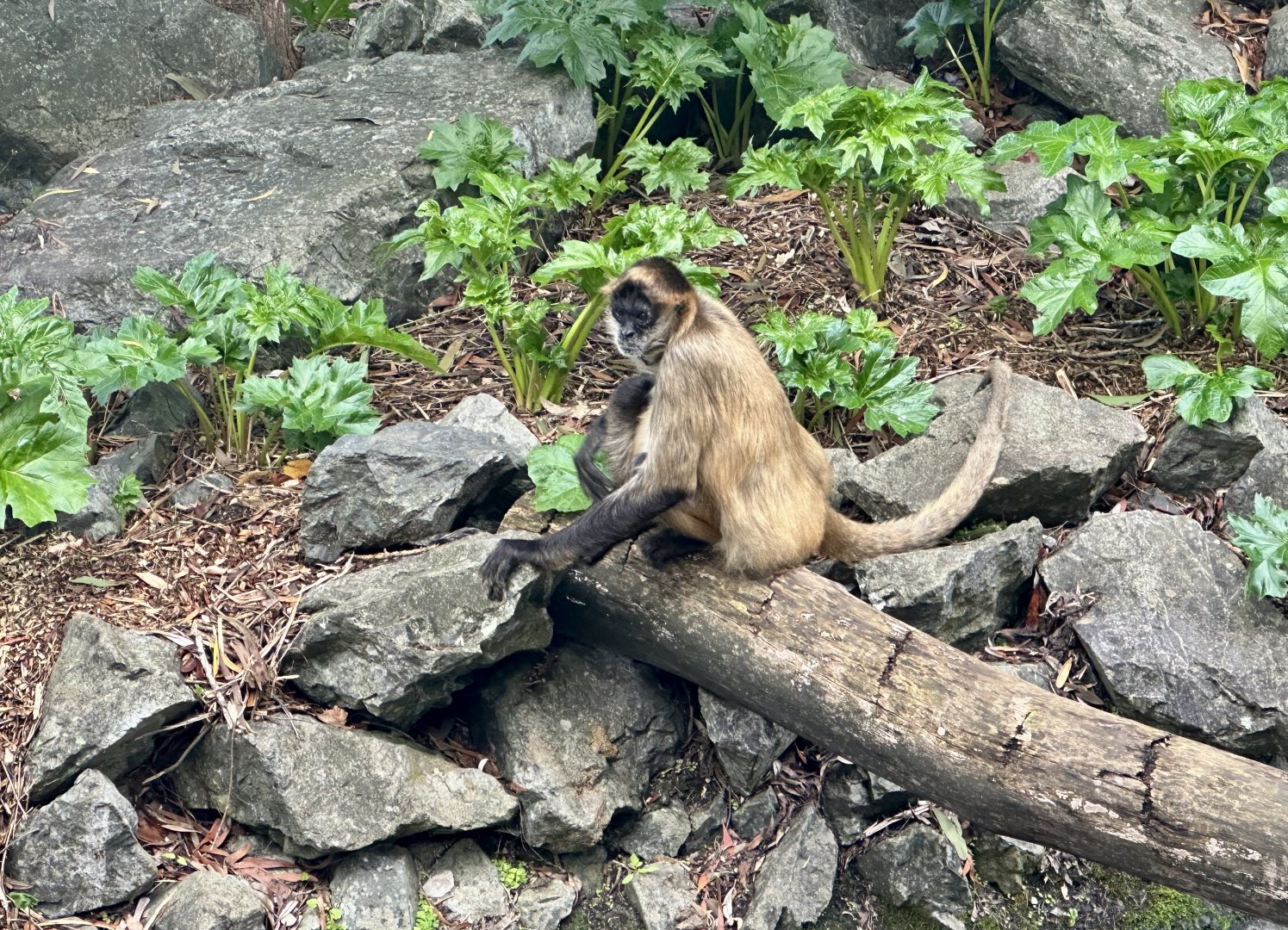 Black-handed spider monkey (Ateles geoffroyi)