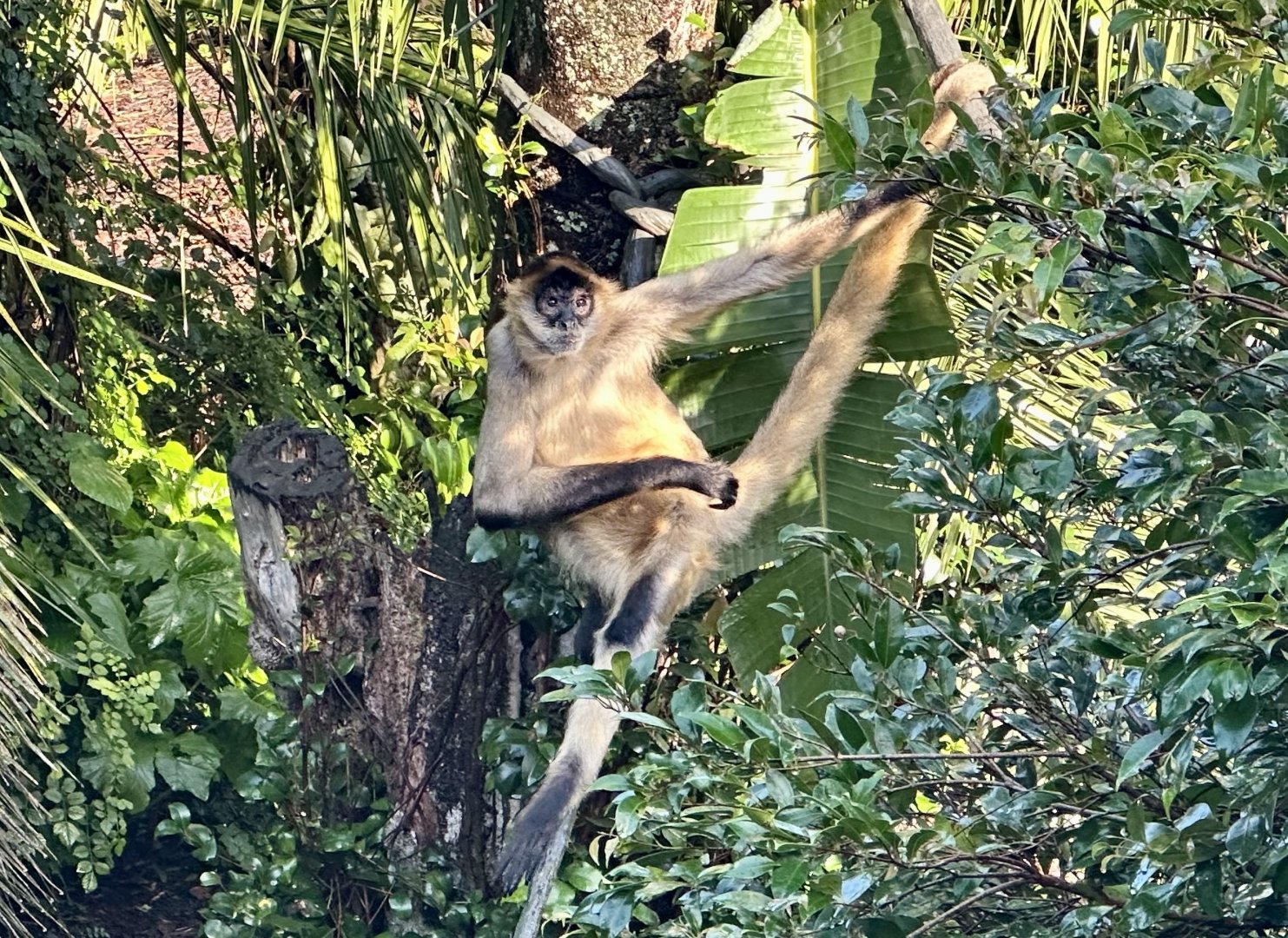 Black-handed spider monkey (Ateles geoffroyi)