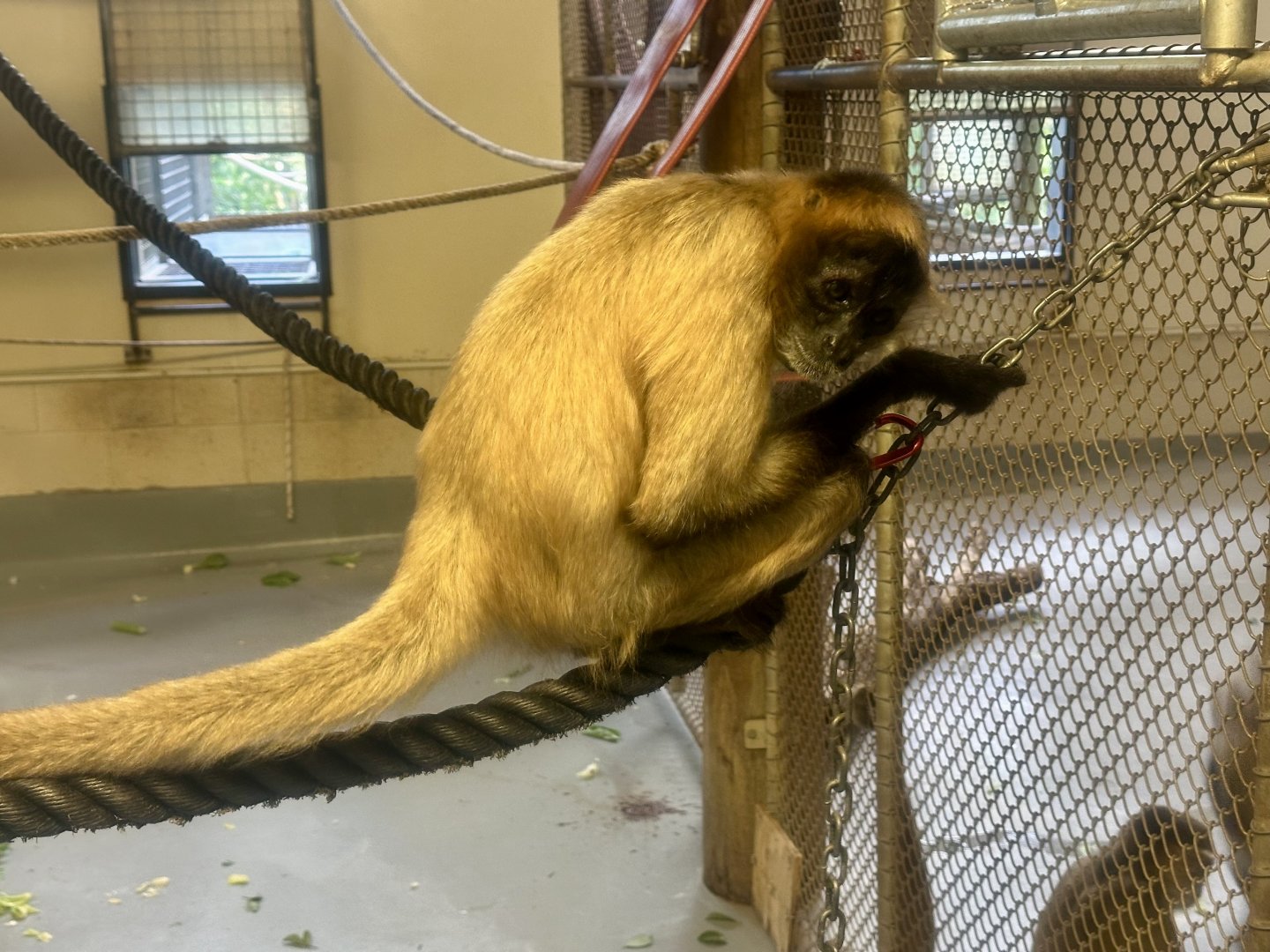 Black-handed spider monkey (Ateles geoffroyi)