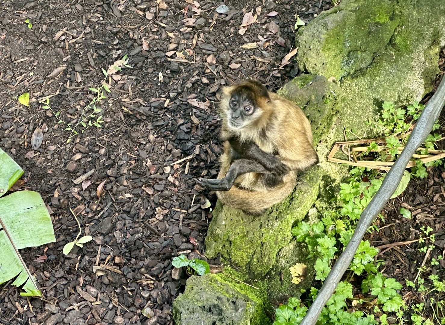 Black-handed spider monkey (Ateles geoffroyi)