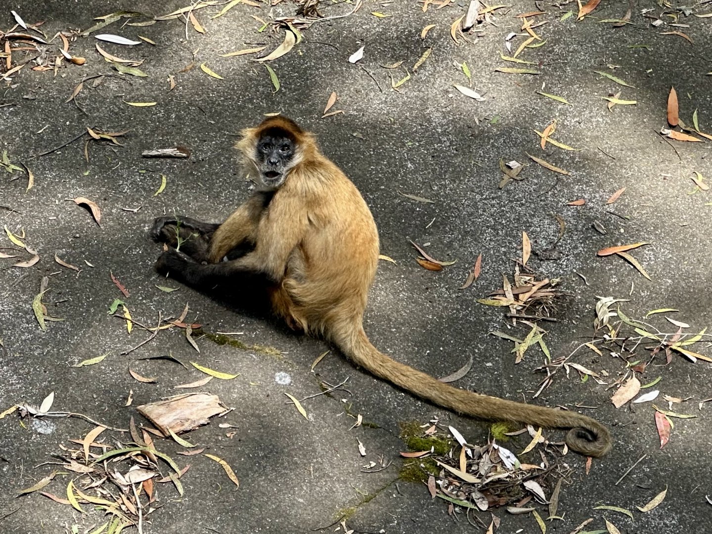 Black-handed spider monkey (Ateles geoffroyi)
