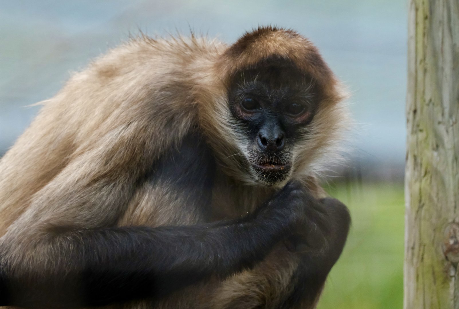 Black-handed spider monkey - August 26, 2025
