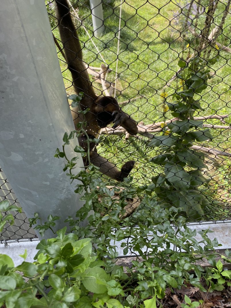 Black-Handed Spider Monkey - Beardsley Zoo