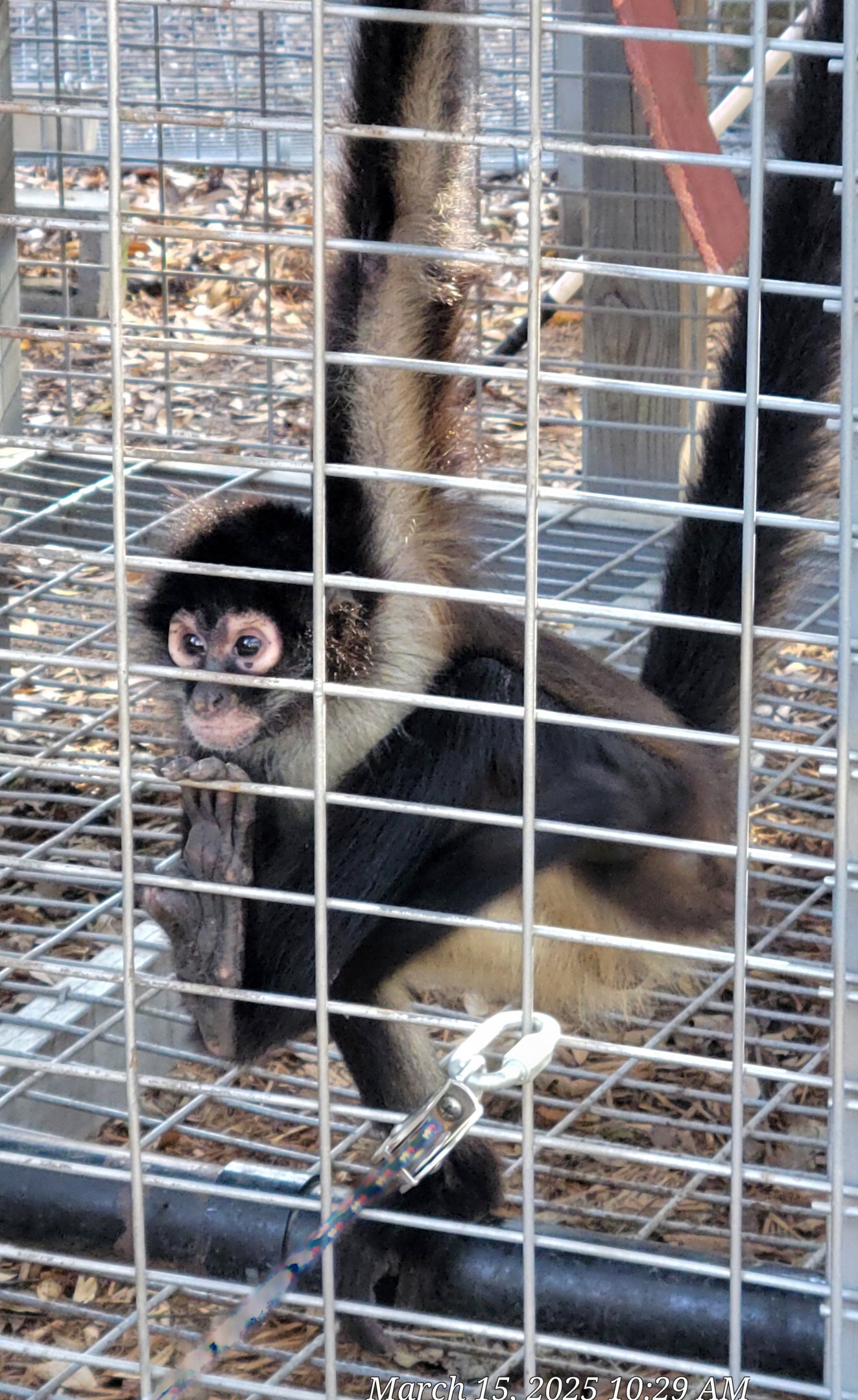 Black-Handed Spider Monkey - Bee City Zoo - March 2025