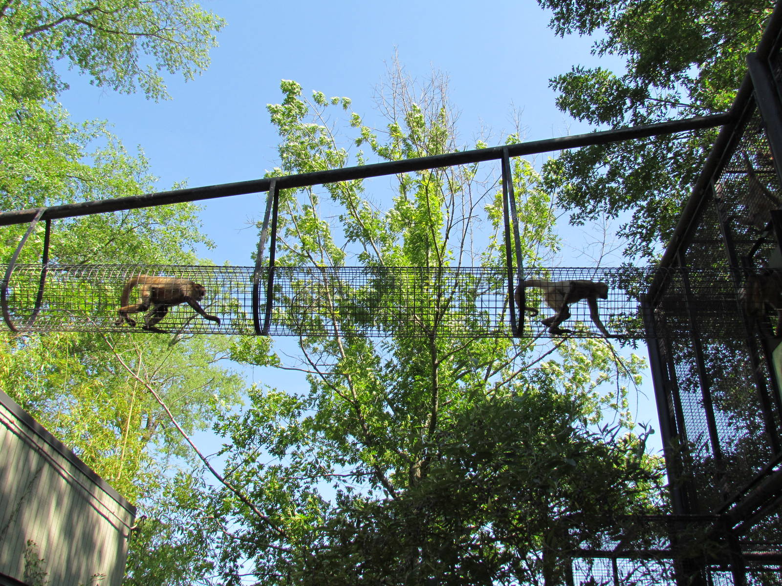 Black-Handed Spider Monkey Crossing