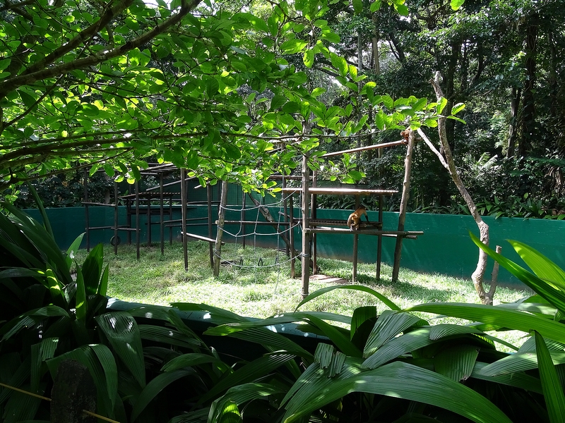 Black-handed spider monkey enclosure