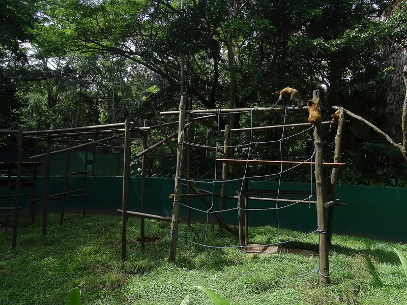 Black-handed spider monkey enclosure
