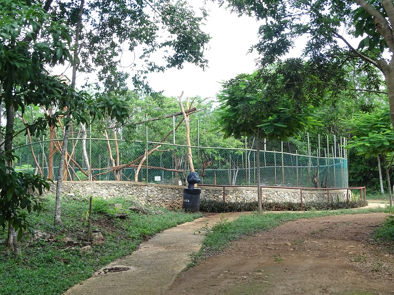 Black-handed spider monkey enclosure