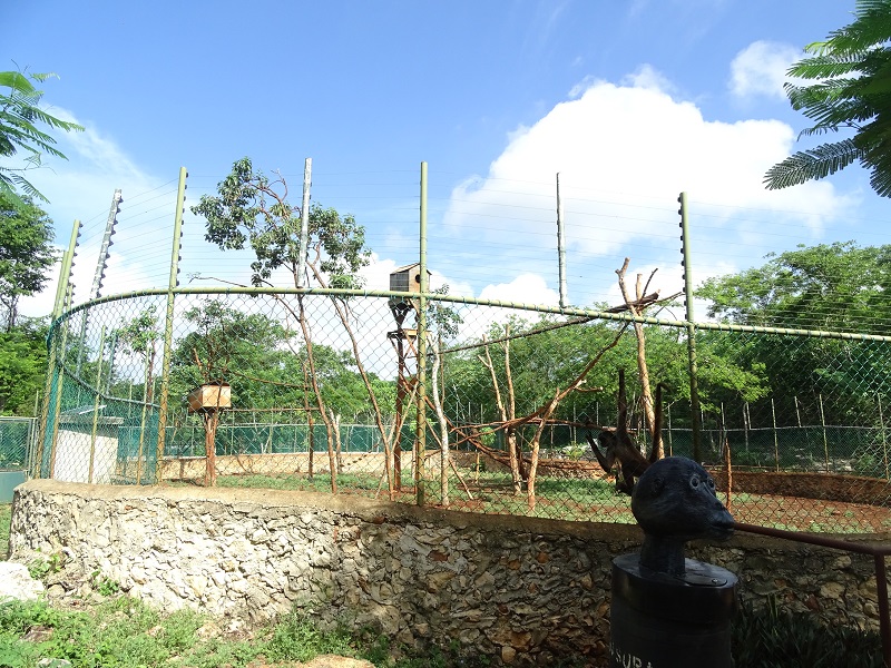 Black-handed spider monkey enclosure