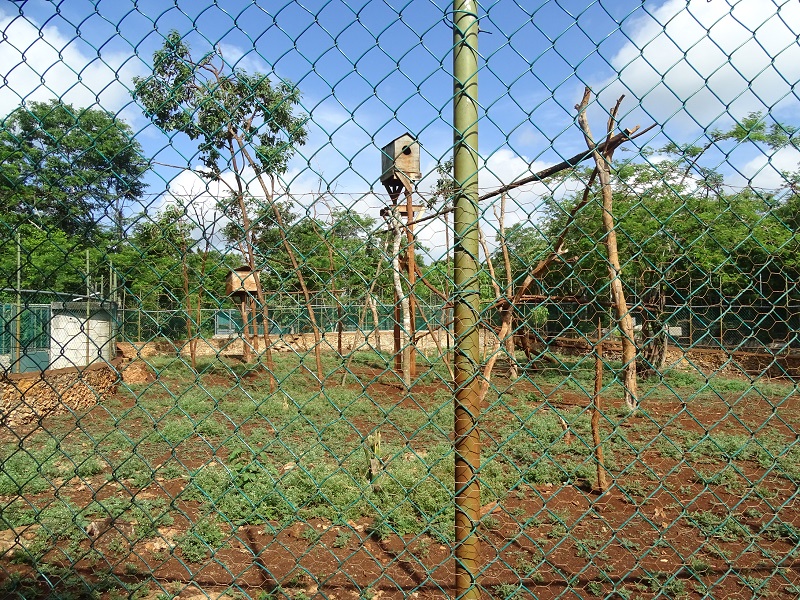Black-handed spider monkey enclosure