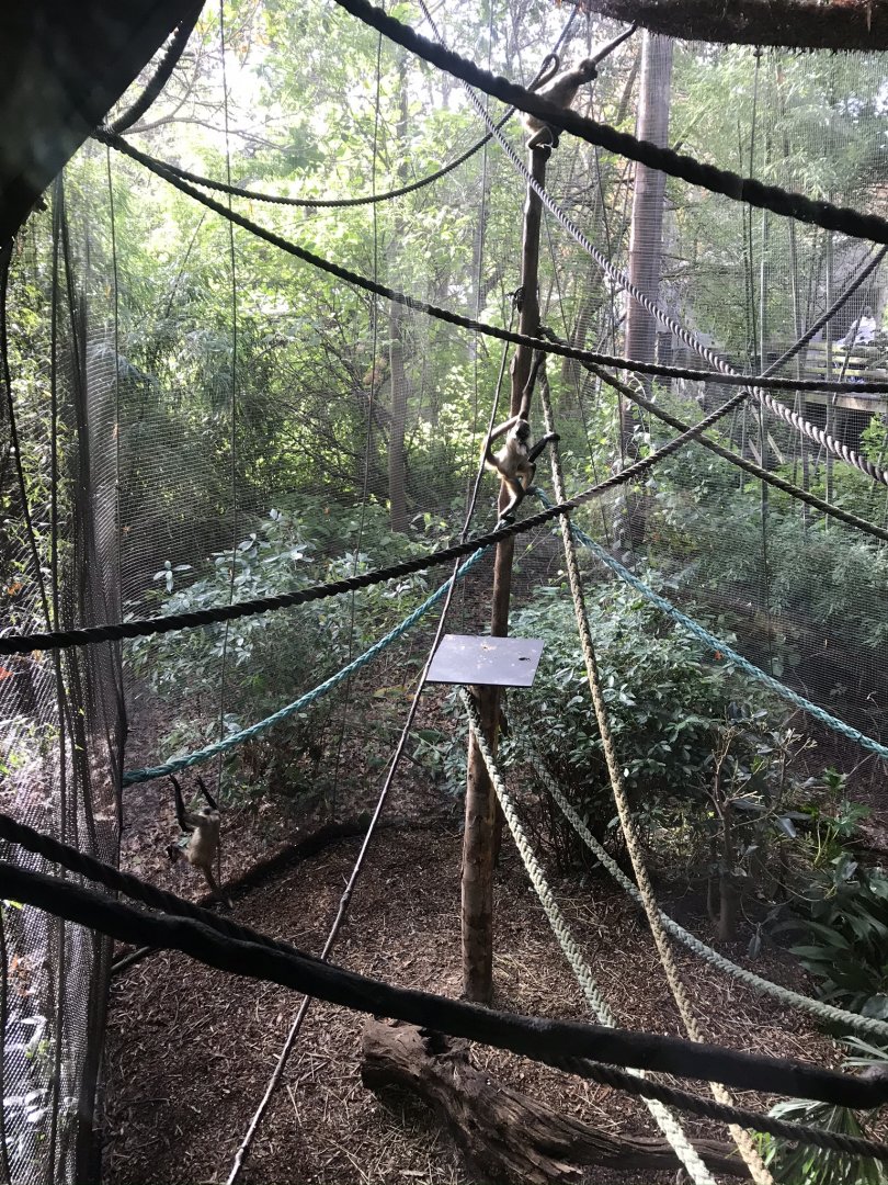 Black Handed Spider Monkey Enclosure