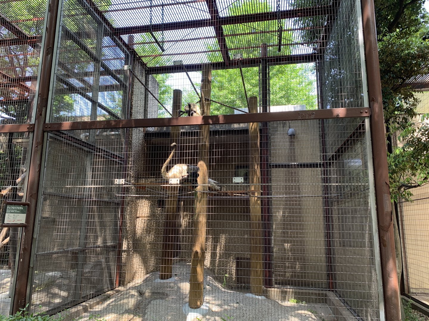 Black-handed Spider Monkey Enclosure
