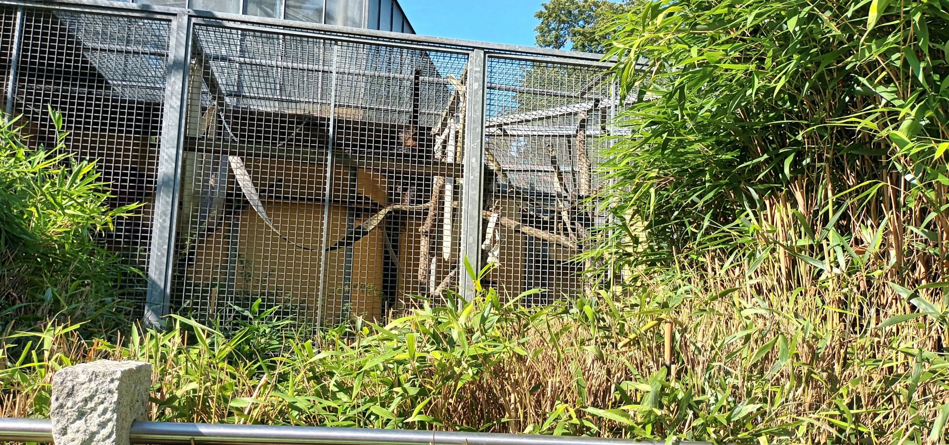Black handed spider Monkey Enclosure