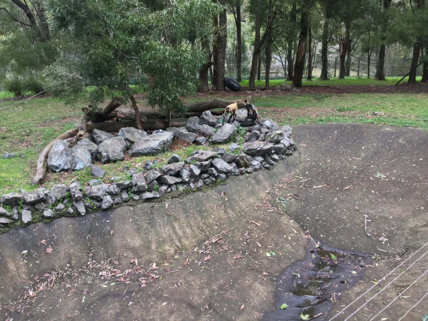 Black-handed Spider Monkey Exhibit (Central)
