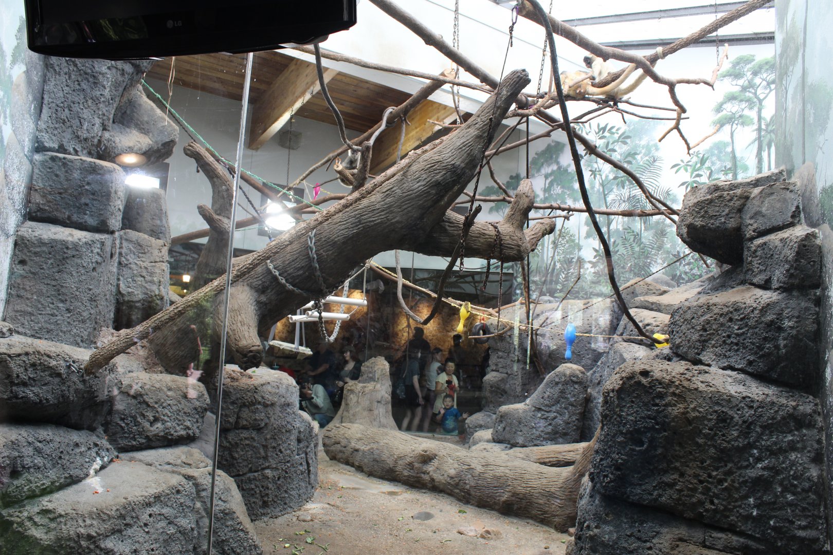 Black-Handed Spider Monkey Exhibit - Primate House