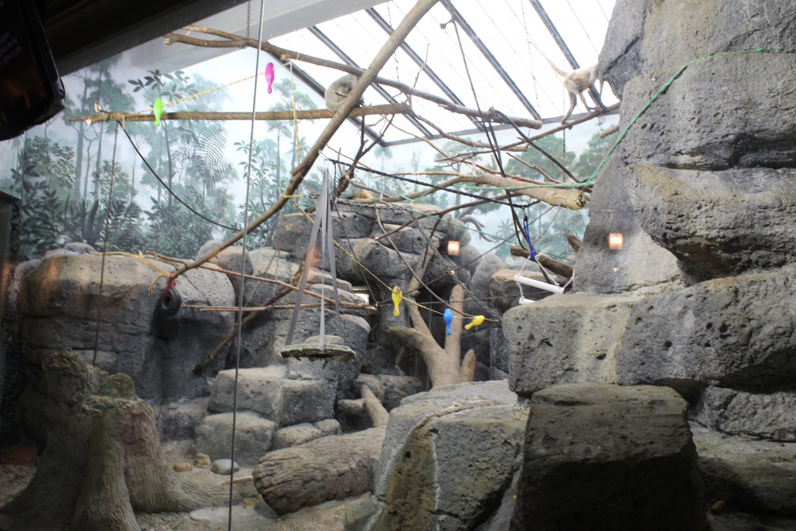 Black-Handed Spider Monkey Exhibit - Primate House