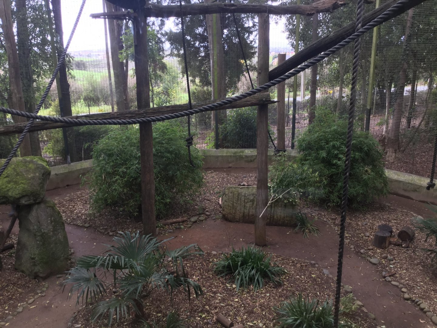 Black-handed Spider Monkey Exhibit (Rainforest)