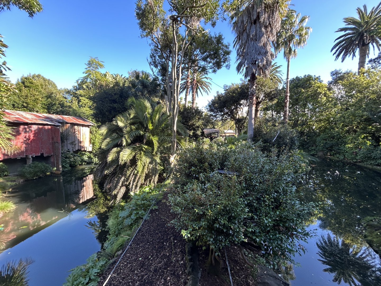 Black-handed Spider Monkey Exhibit - South American Rainforest Track