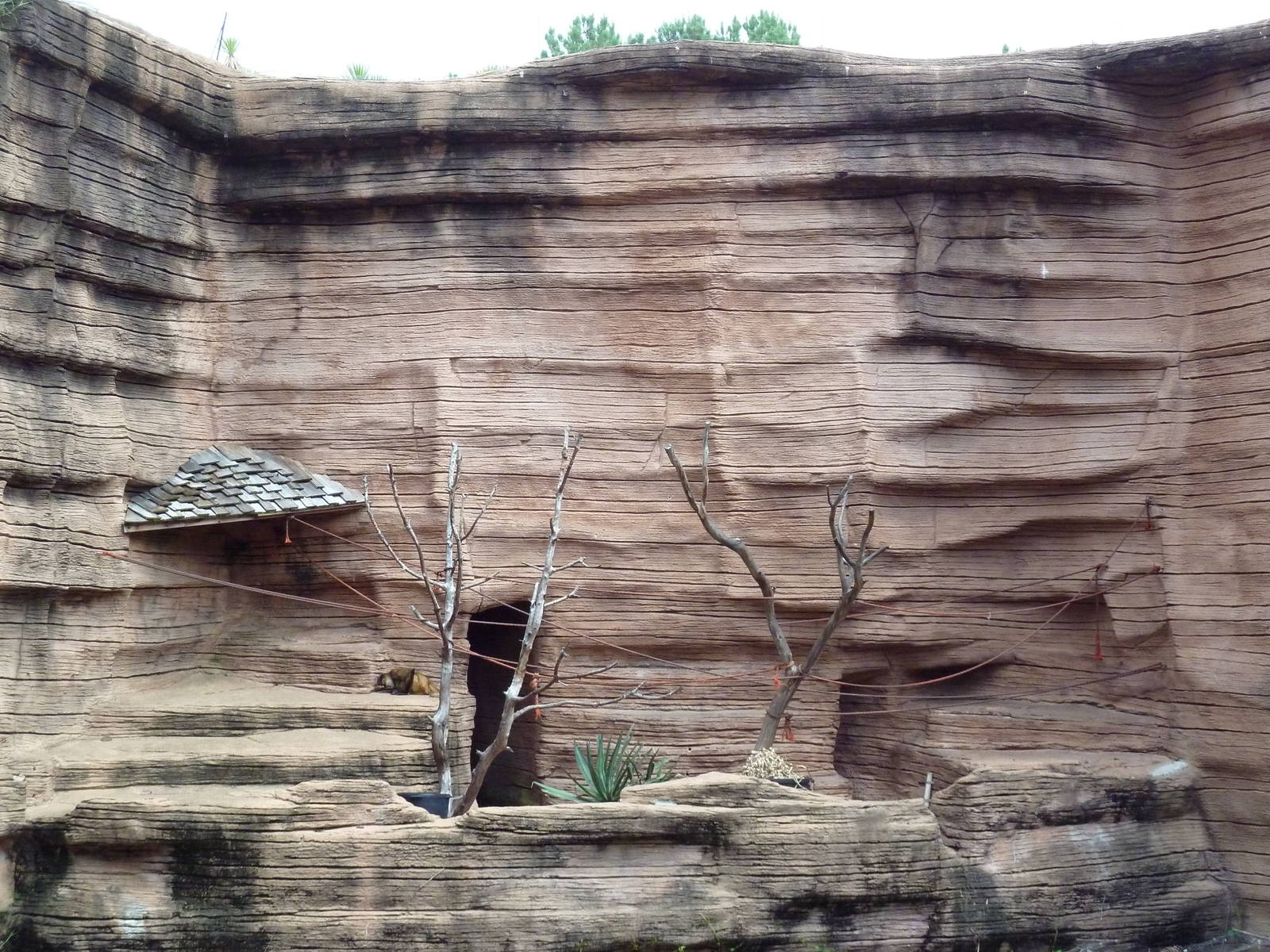 Black-Handed Spider Monkey Exhibit