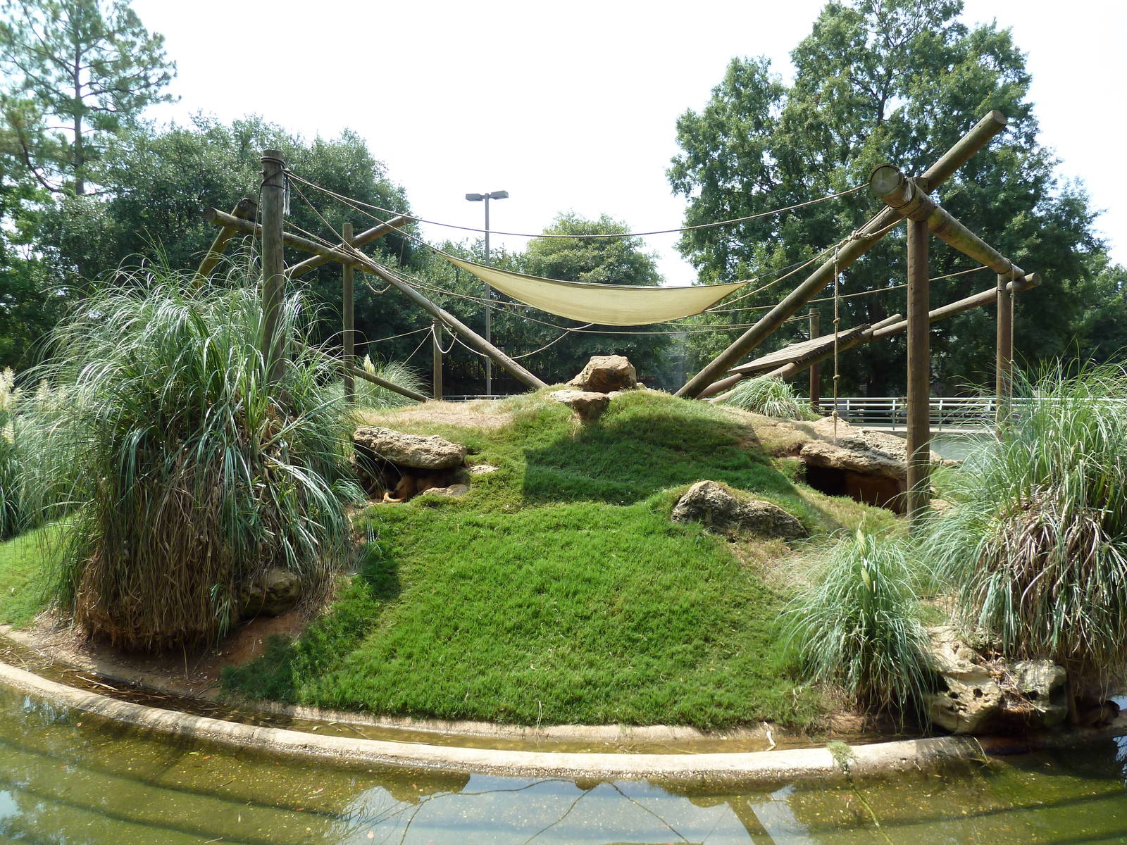 Black-Handed Spider Monkey Exhibit