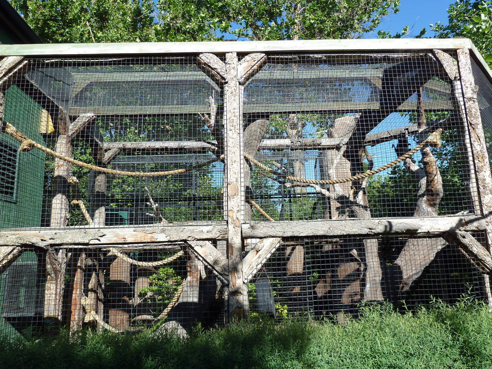 Black-Handed Spider Monkey Exhibit