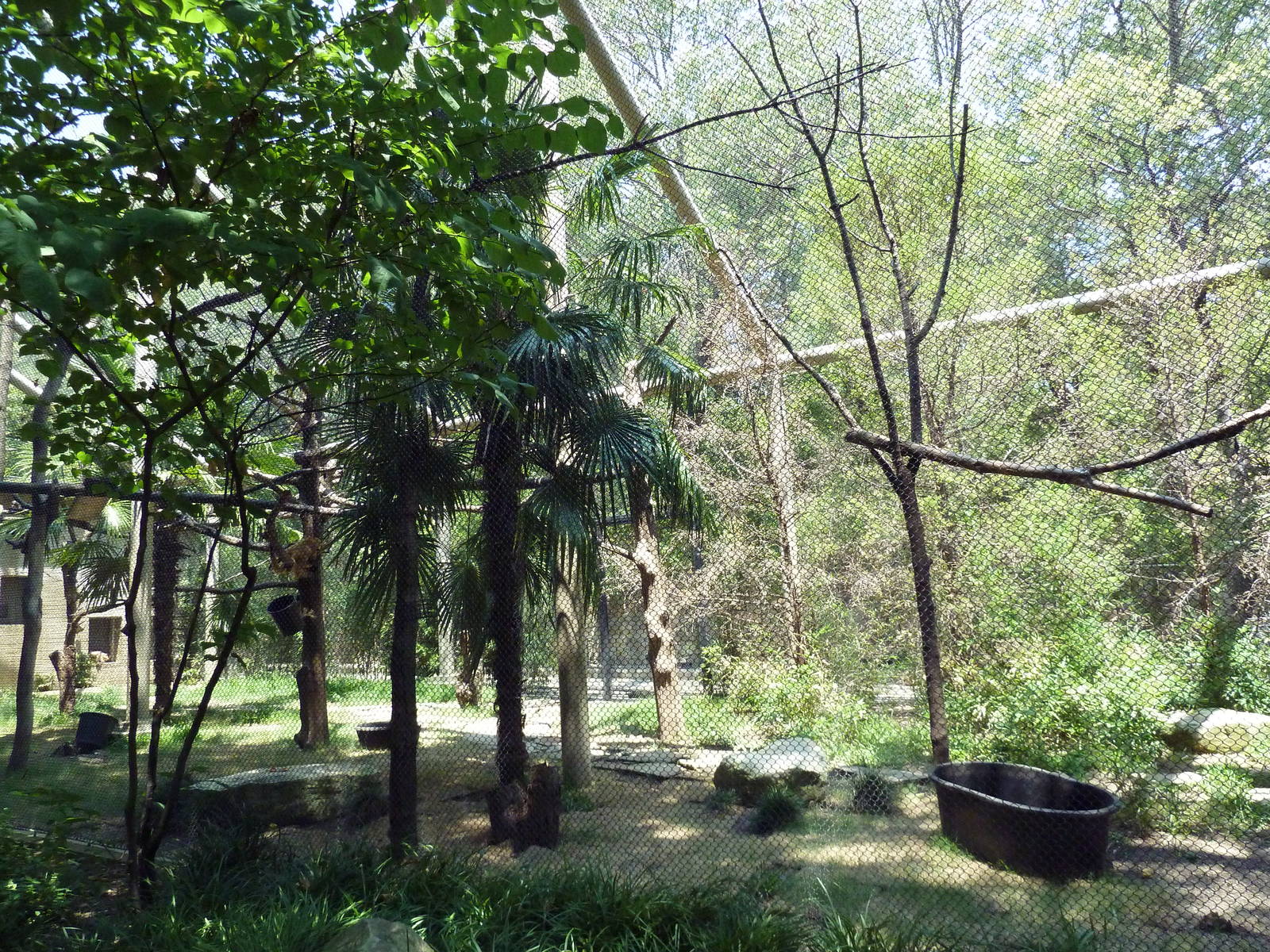 Black-Handed Spider Monkey Exhibit