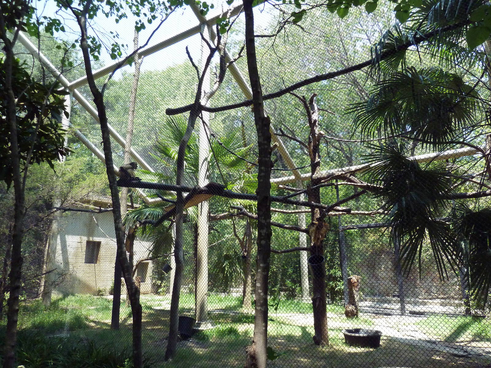 Black-Handed Spider Monkey Exhibit