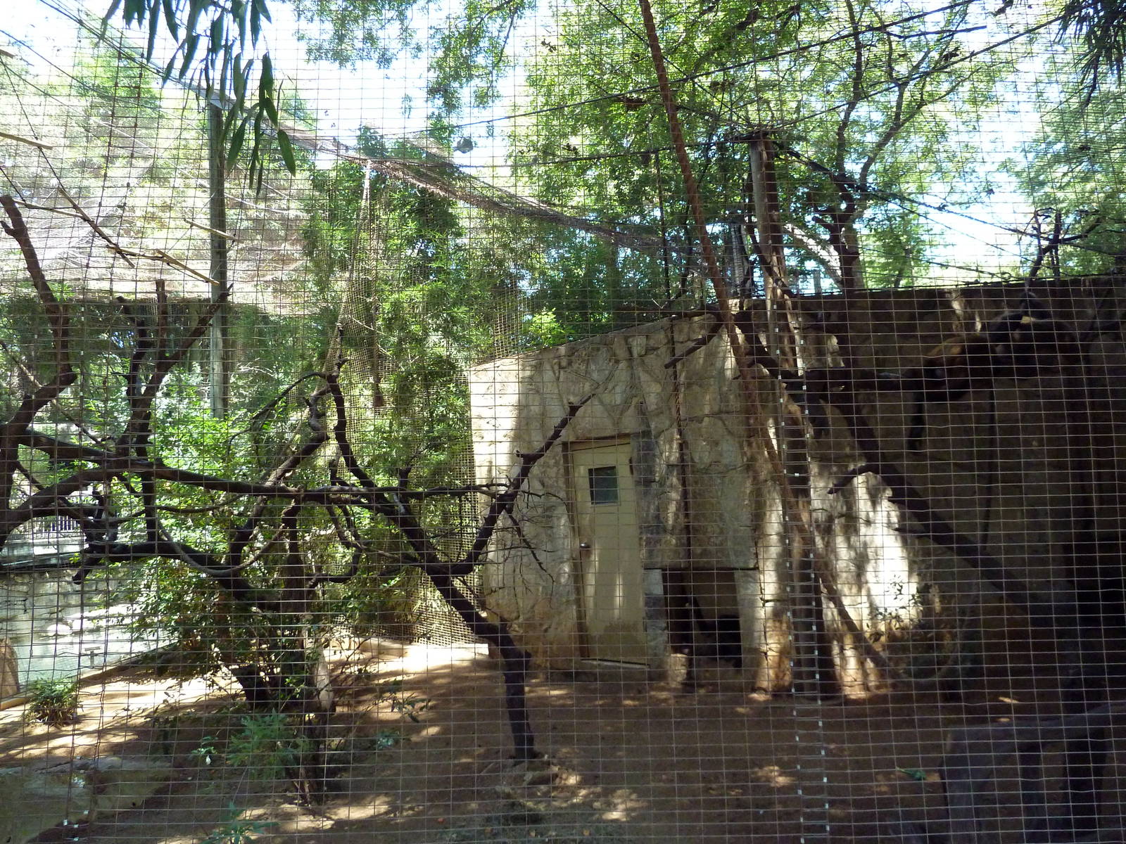 Black-Handed Spider Monkey Exhibit