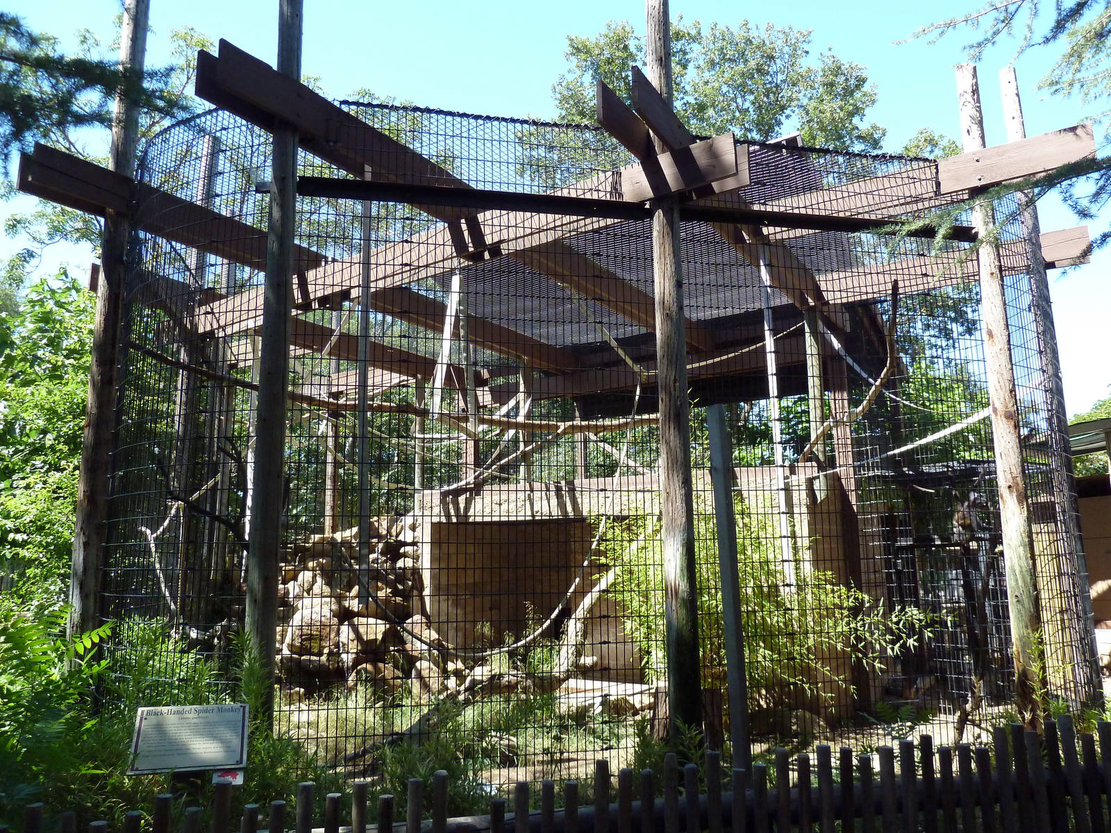 Black-Handed Spider Monkey Exhibit