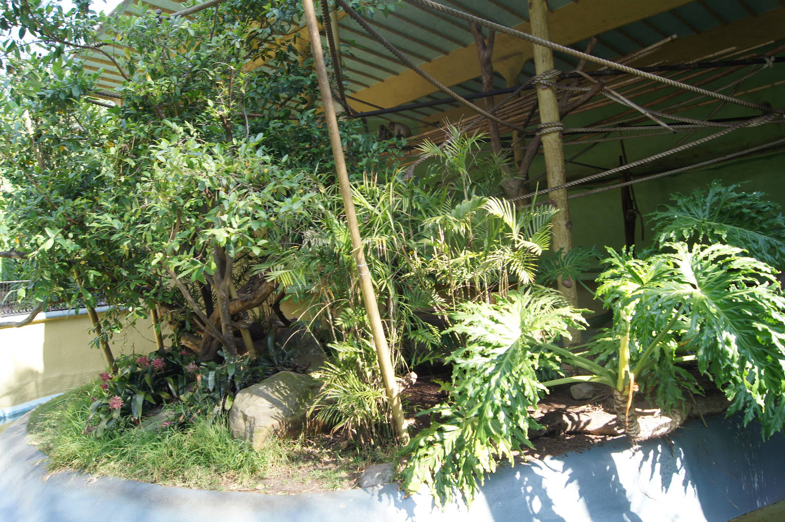 Black Handed Spider Monkey Exhibit